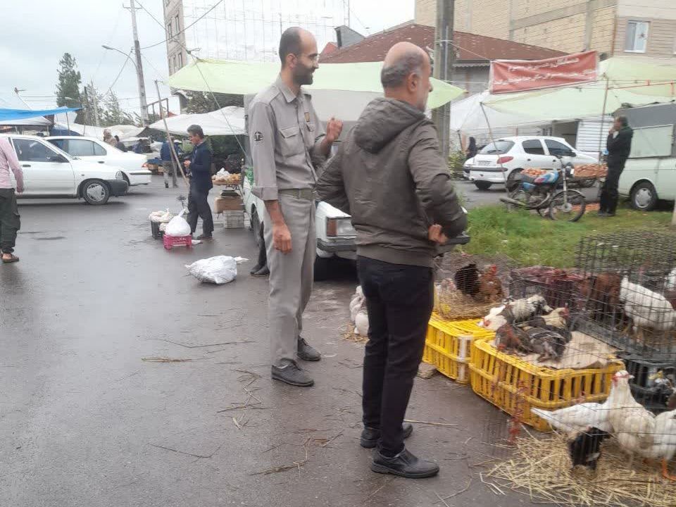 پایش بازارهای هفتگی صومعه‌سرا برای جلوگیری از فروش پرندگان مهاجر و وحشی
