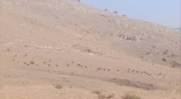 مشاهده گله قوچ و میش در محدوده آلاخان‌چشمه پارک ملی سرخه حصار