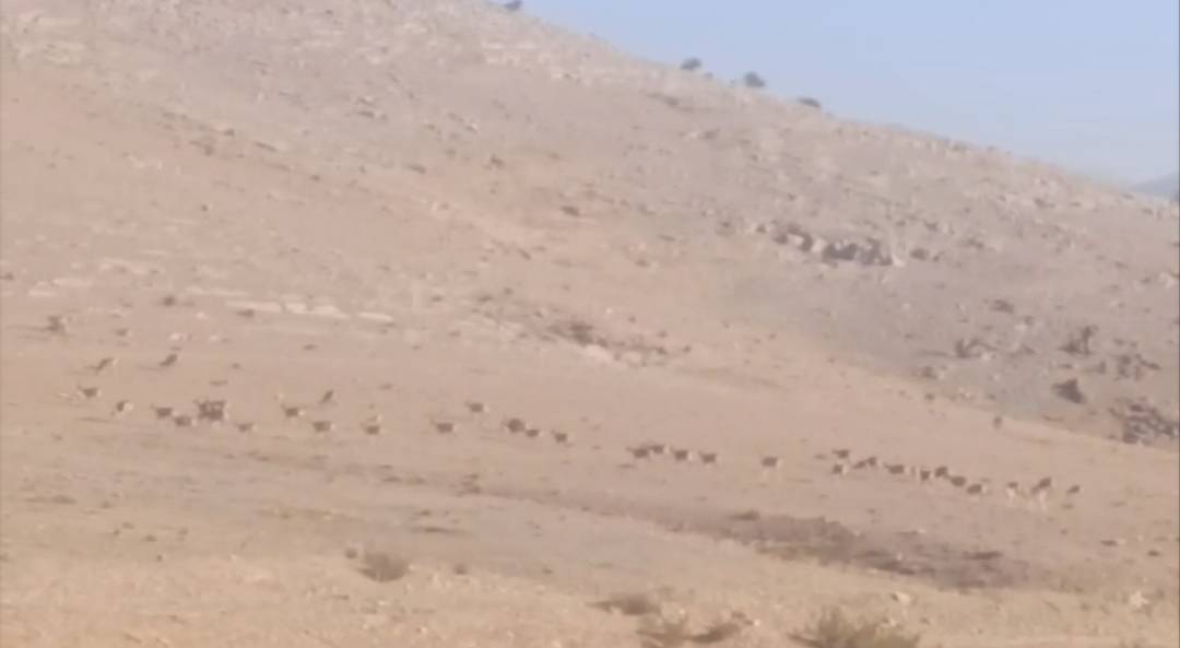 مشاهده گله قوچ و میش در محدوده آلاخان‌چشمه پارک ملی سرخه حصار