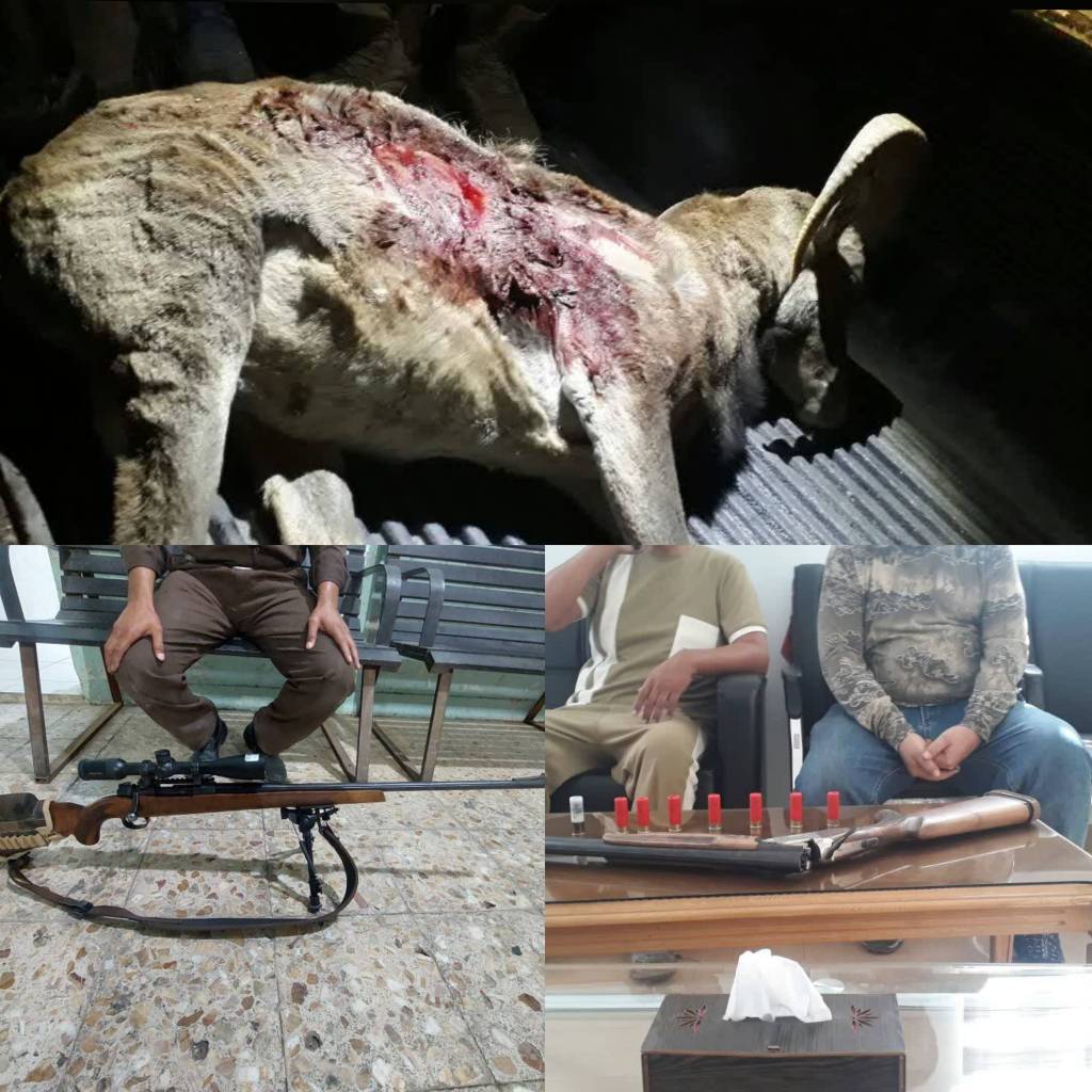 دستگیری چهار شکارچی غیرمجاز در دو عملیات جداگانه در رفسنجان