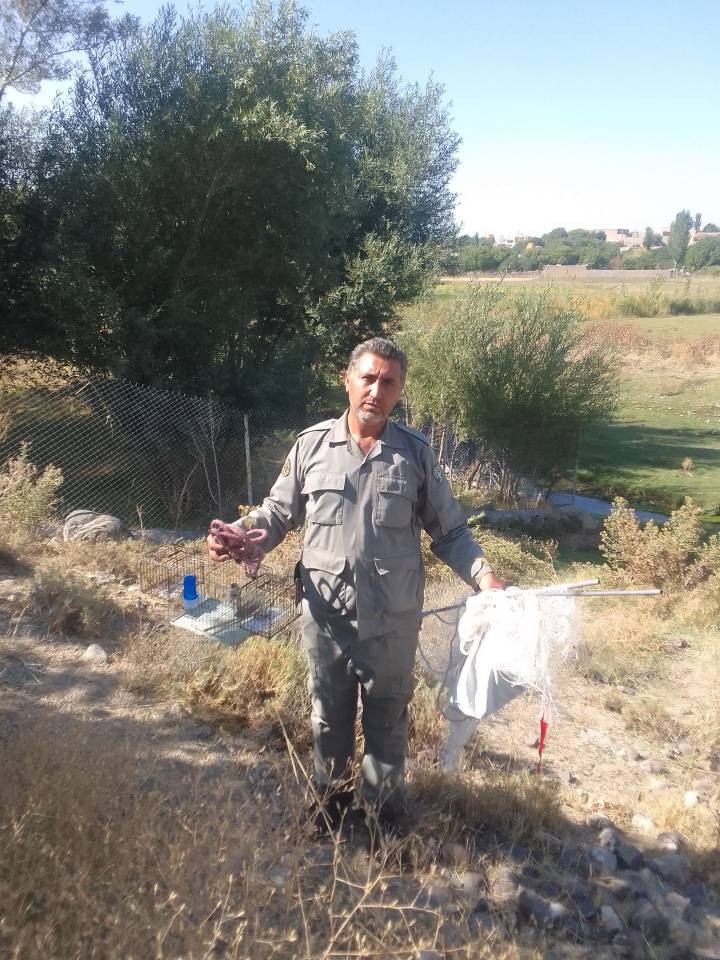 دستگیری متخلفان زنده‌گیری پرندگان در شهرستان سراب