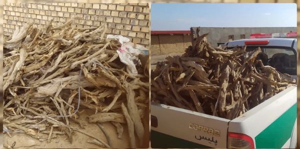 توقیف محموله ۶۰۰ کیلوگرمی چوب قاچاق تاغ در بخش مزداوند سرخس