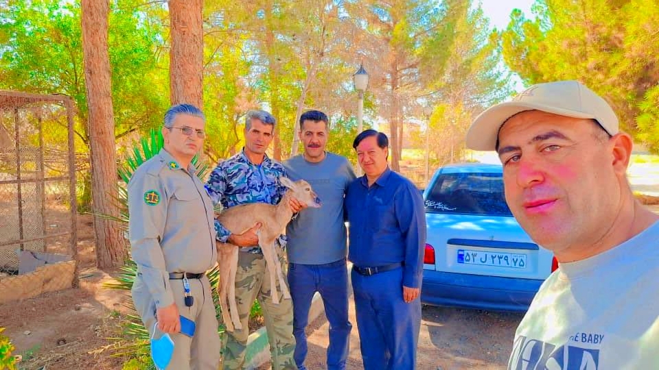 تحویل یک رأس بره وحشی به اداره حفاظت محیطزیست رفسنجان و آغاز مراحل درمان