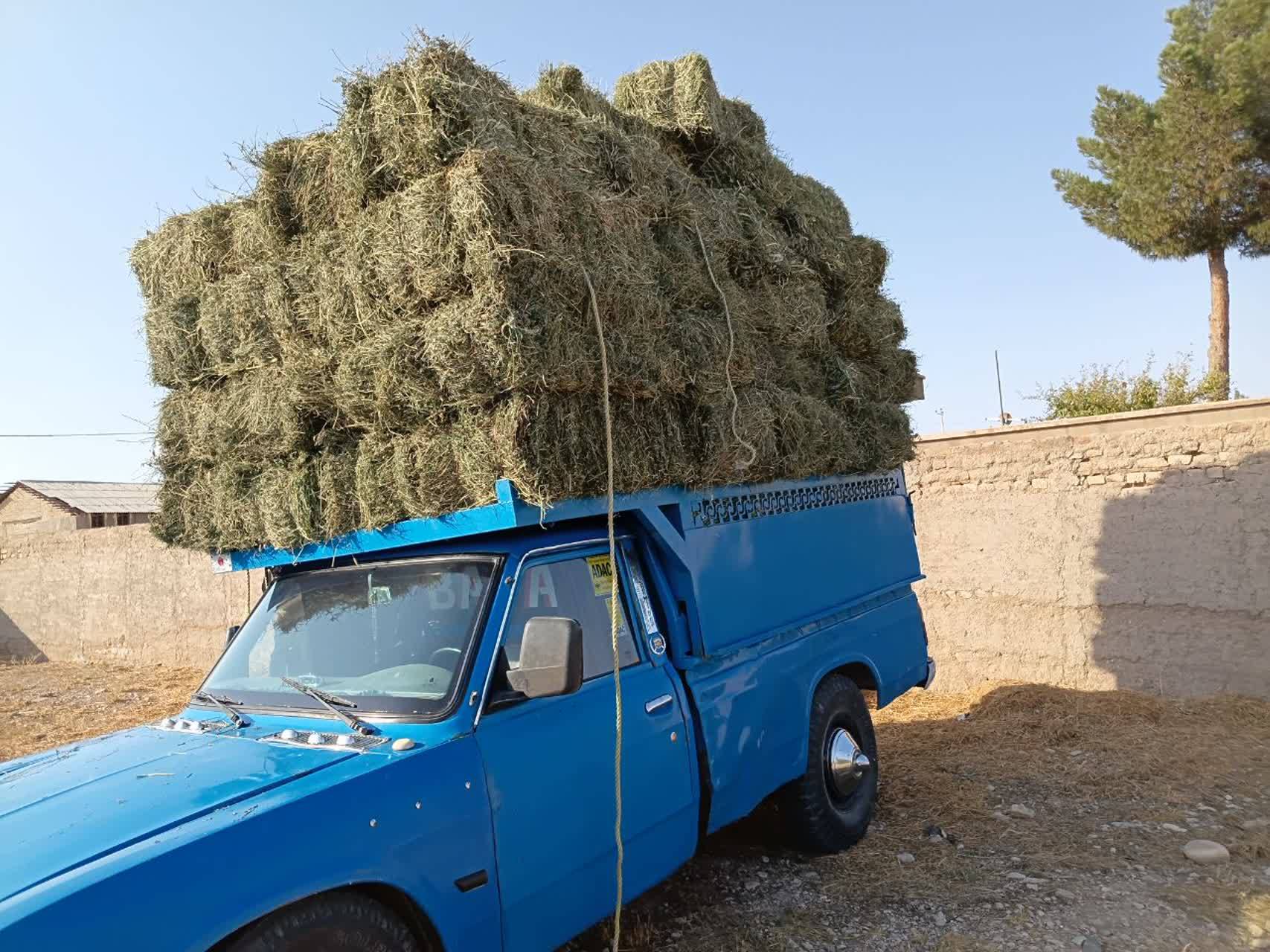 آغاز توزیع ۱۰ تن علوفه دستی در پناهگاه حیات‌وحش میاندشت جاجرم