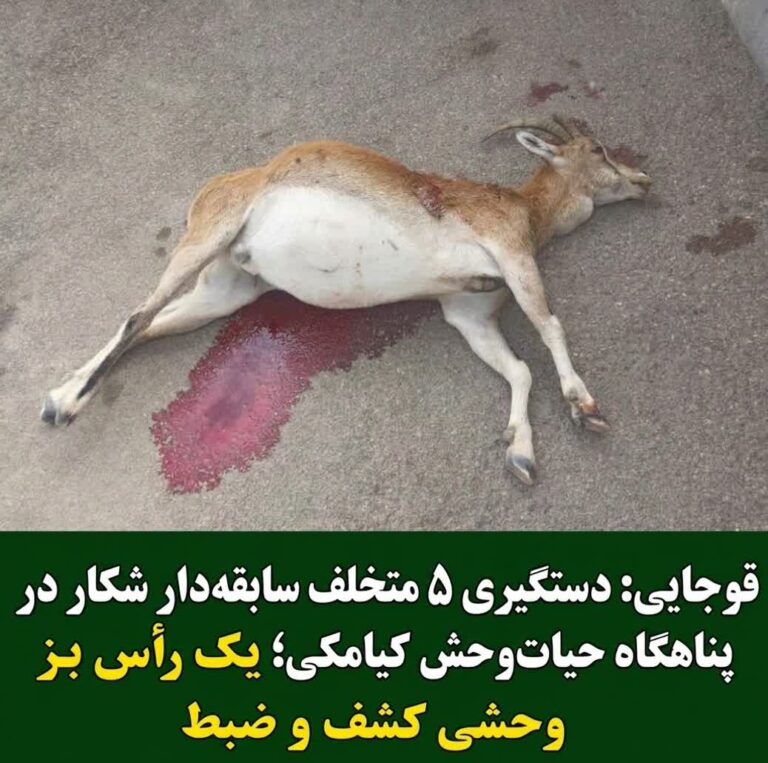 دستگیری ۵ شکارچی سابقه‌دار و کشف لاشه بز وحشی در پناهگاه حیات‌وحش کیامکی