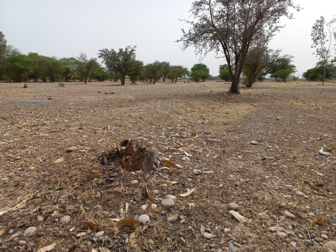 زنگ خطر برای پارک جنگلی دزفول