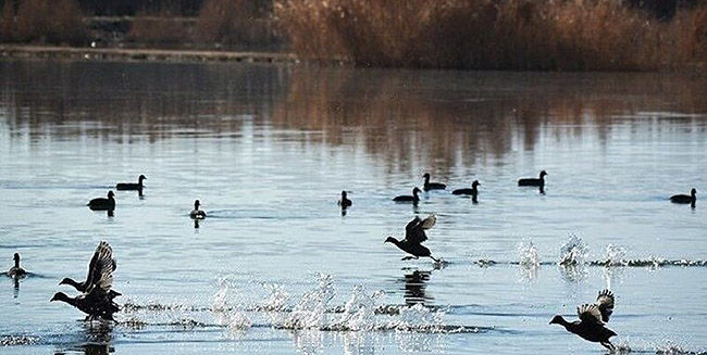 شمارش بیش از ۴ هزار پرنده آبزی و کنارآبزی در زیستگاه‌های خراسان شمالی