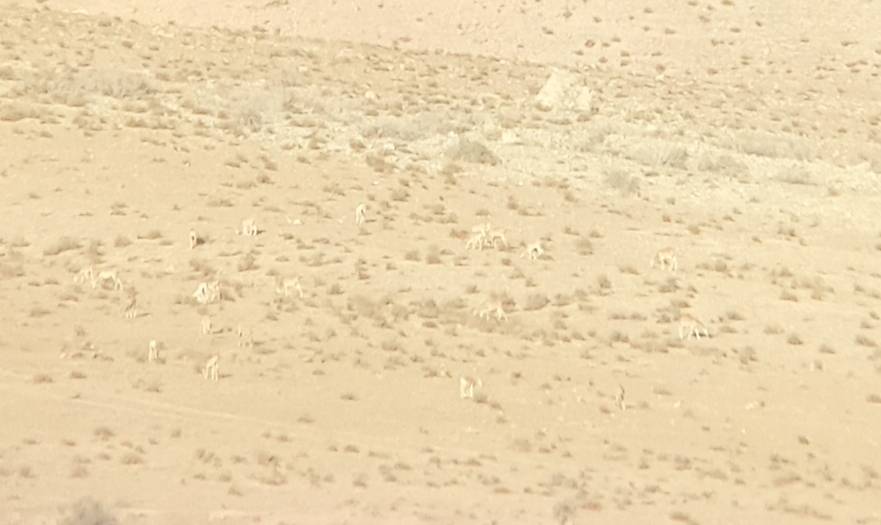 مشاهده حدود ۱۰۰ رأس قوچ و میش در گشت محیط‌بانان جاجرود