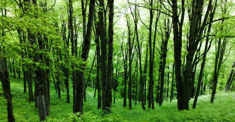 کارگاه آموزشی جنگل‌های هیرکانی و پدافند غیرعامل در رشت برگزار شد