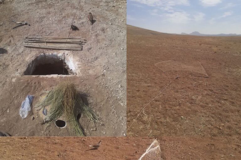 دستگیری متخلف زنده‌گیری پرندگان شکاری در چادگان