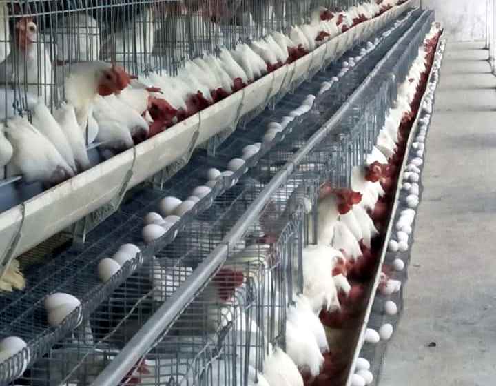 حضور بیش از ۵۰ شرکت دانش‌بنیان در نمایشگاه بین‌المللی دام و طیور تهران